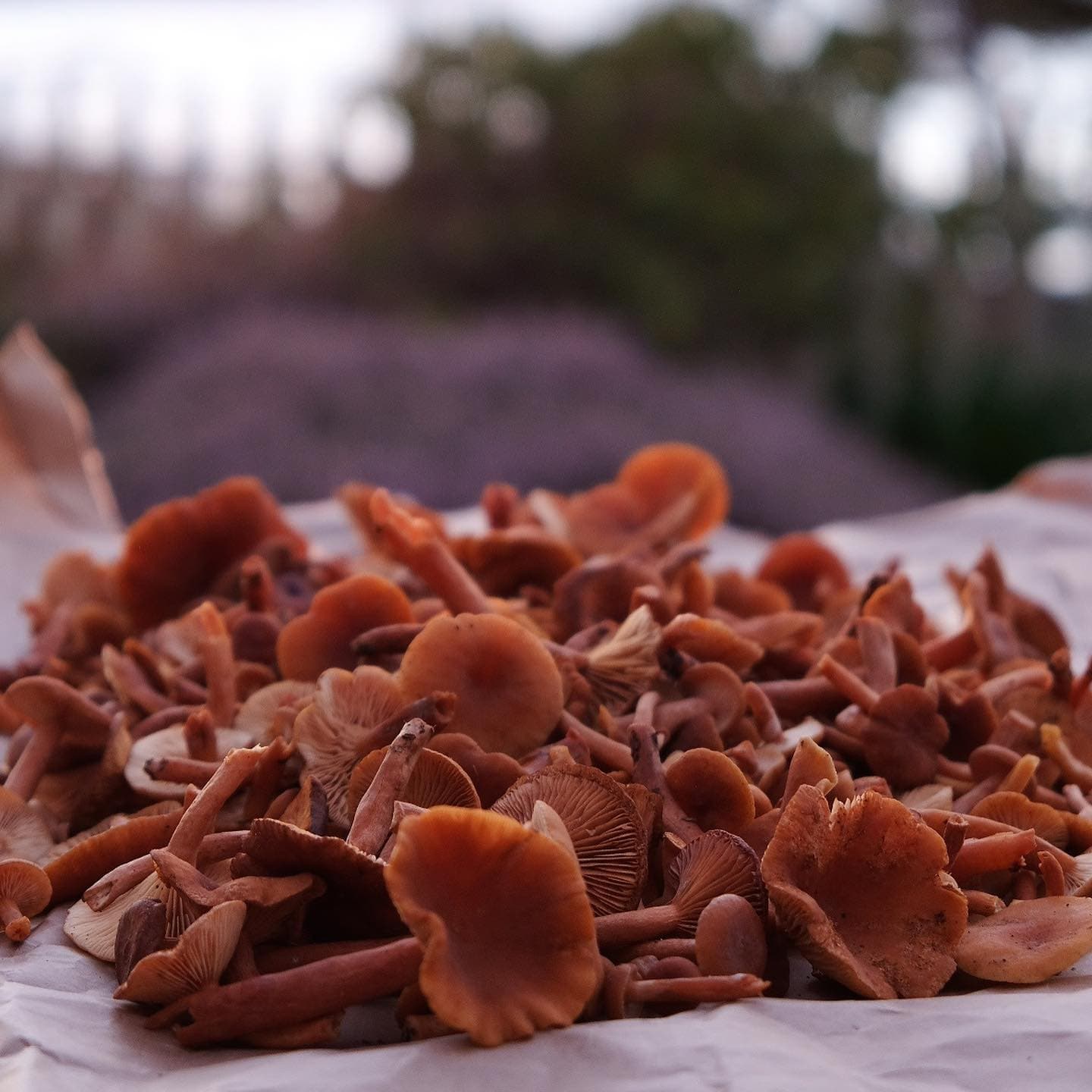 City foraging class with Shared Cultures